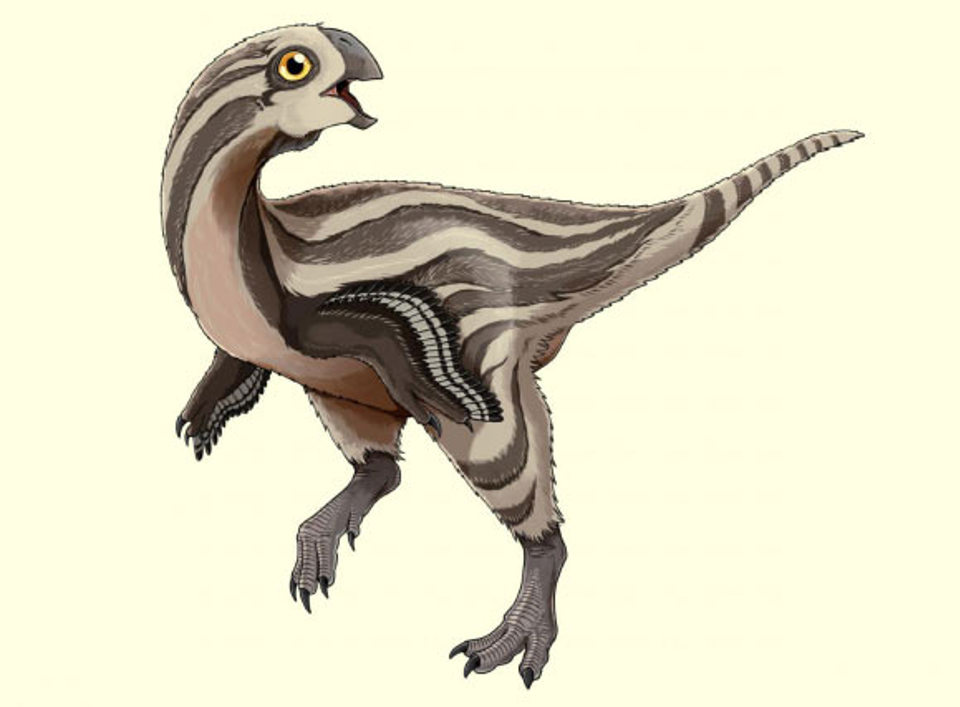 Монголын говиос олдсон шинэ төрөл зүйл Gobiraptor minutus