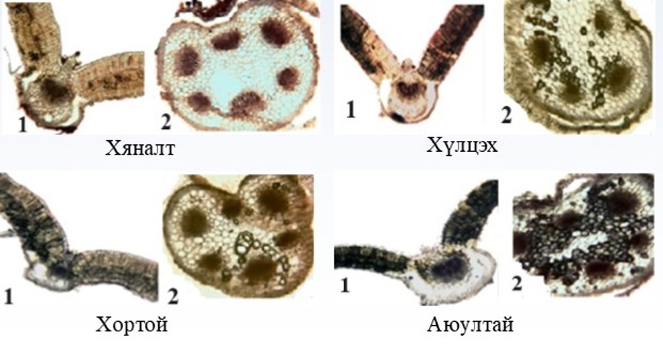 ФИТОРЕМЕДИАЦИЙН АРГААР ХӨРСНИЙ ХҮНД МЕТАЛЛЫН БОХИРДЛЫГ БУУРУУЛАХ ТУРШИЛТ СУДАЛГАА