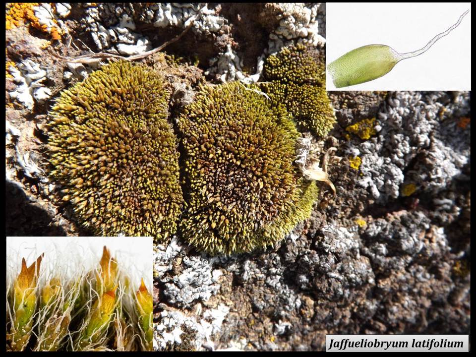 Мөнх ногоон торго мэт хөвд