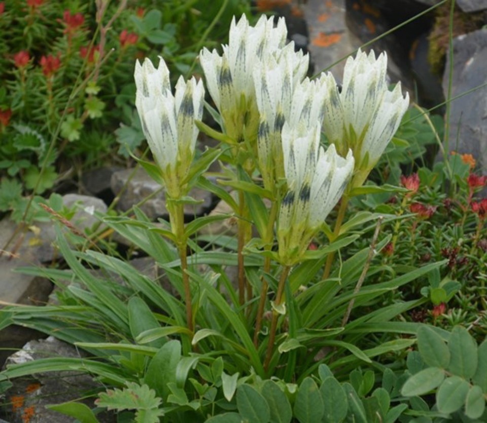 ДЭГД ТӨРЛИЙН УРГАМЛААР ЭМЧЛЭХҮЙ