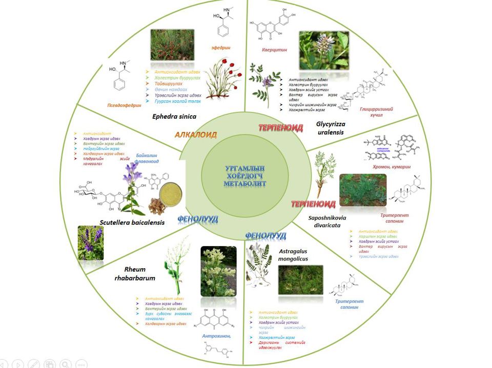 УРГАМЛЫН ХОЁРДОГЧ МЕТАБОЛИТ